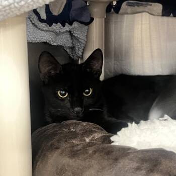 Domestic Short Hair Cats Available for Adoption in West Palm Beach, Florida - Santiago | PetCurious