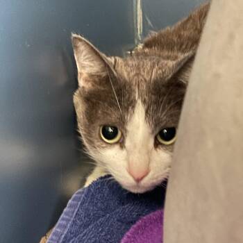 American Shorthair Cats Available for Adoption in Tulsa, Oklahoma - Muffin | PetCurious