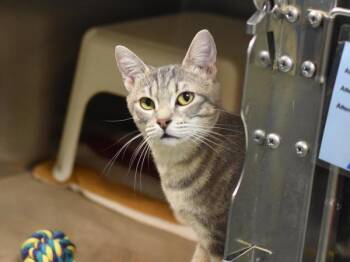 Newport -  Domestic Short Hair Cat for Adoption in Portland, Oregon - Newport | PetCurious