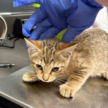Ickis -  Domestic Short Hair Cat for Adoption in Columbus, Georgia - Ickis | PetCurious