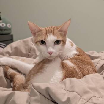 Matcha -  Domestic Short Hair Cat for Adoption in Los Angeles, California - Matcha | PetCurious
