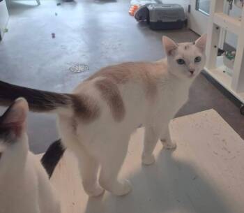 Domestic Short Hair Cats Available for Adoption in Sultan, Washington - Boonie | PetCurious