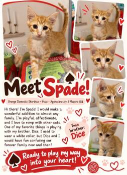 Spade -  Domestic Short Hair Cat for Adoption in Richmond, Virginia - Spade | PetCurious