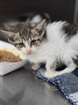 Sheldon -  Domestic Short Hair Cat for Adoption in Danielsville, Georgia - Sheldon | PetCurious