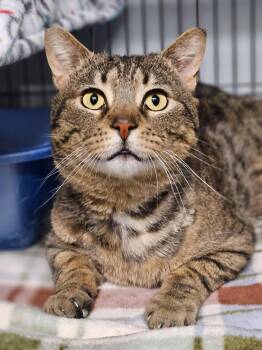 Rescue Domestic Short Hair Cats for Adoption in Riverbank, New Brunswick - Edwin | PetCurious
