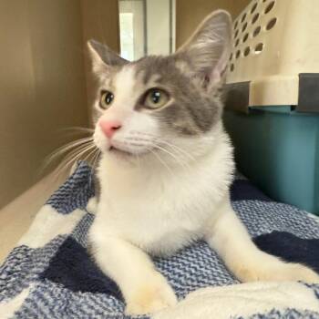 Domestic Short Hair Cats Available for Adoption - Nash | PetCurious