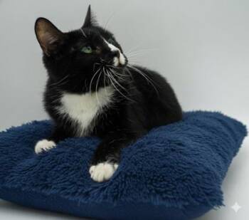 Rescue Domestic Short Hair Cats for Adoption in Bowling Green, Kentucky - Are | PetCurious