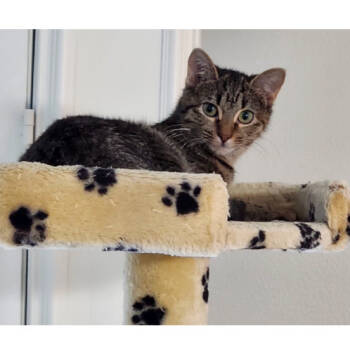Rescue Domestic Short Hair Cats for Adoption in Houston, Texas - Kirby | PetCurious