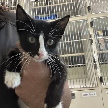Draculaura -  Domestic Short Hair Cat for Adoption in League City, Texas - Draculaura | PetCurious