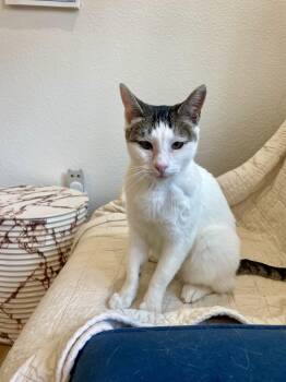 Guppy -  Tabby Cat Available for Adoption in Stockton, California - Guppy | PetCurious