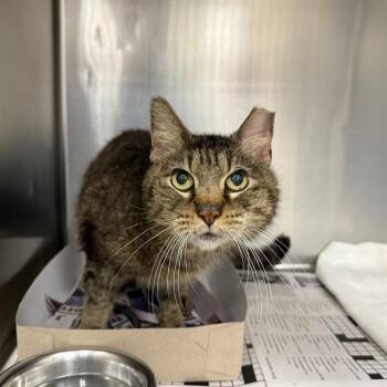 NAPOLEAN -  Domestic Short Hair Cat for Adoption in San Antonio, Texas - NAPOLEAN | PetCurious