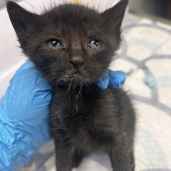 Delilah -  Domestic Short Hair Cat for Adoption in Summerville, South Carolina - Delilah | PetCurious