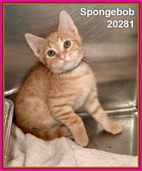 SPONGEBOB (see SQUIDWARD, PATRICK, & SANDY) -  Domestic Short Hair and Tabby Cat for Adoption in Marietta, Georgia - SPONGEBOB (see SQUIDWARD, PATRICK, & SANDY) | PetCurious