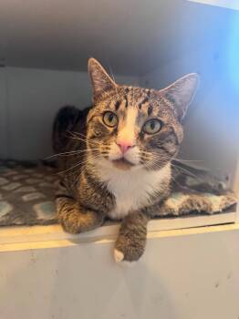 Domestic Short Hair Cats Available for Adoption in Levittown, Pennsylvania - 20 Piece Nugget | PetCurious