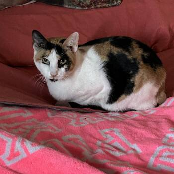Calico Cats Available for Adoption - Sassy | PetCurious
