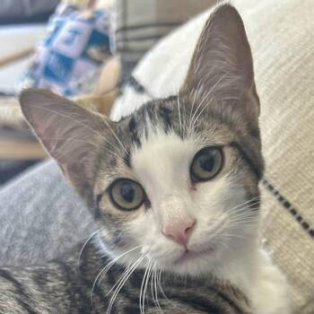 Rescue Tabby Cats for Adoption in Burbank, California - Moe (A134966) | PetCurious