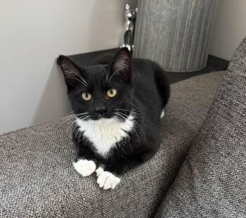 Rescue Tuxedo Cats for Adoption in Goshen, Indiana - Magnolia | PetCurious