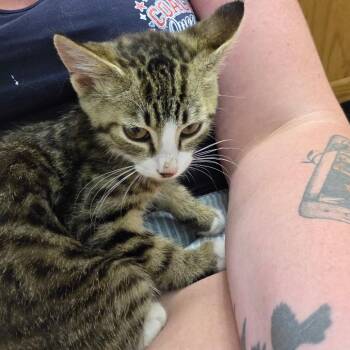 Rose DeWit Bukater -  Domestic Short Hair Cat for Adoption in Granville, Ohio - Rose DeWit Bukater | PetCurious