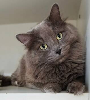 Smokey -  Russian Blue Cat for Adoption in Bloomington, Indiana - Smokey | PetCurious