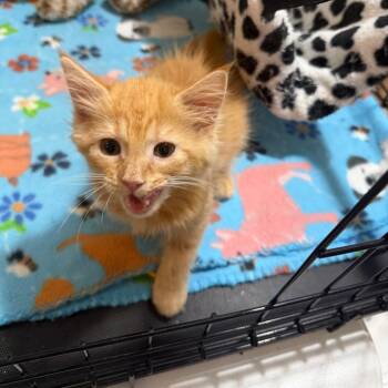 Phasma -  Domestic Medium Hair Cat for Adoption in Parkersburg, West Virginia - Phasma | PetCurious