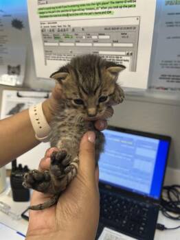 Rescue Domestic Short Hair Cats for Adoption in Rosenberg, Texas - HANK | PetCurious