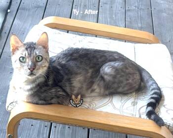 Bengal Cats Available for Adoption in Millcreek, Utah - Ty | PetCurious