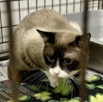 Rescue Snowshoe Cats for Adoption in Louisa, Kentucky - LARRY | PetCurious