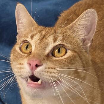 Domestic Short Hair Cats Available for Adoption - LEO | PetCurious