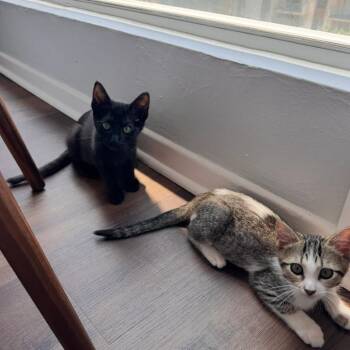 Coal -  Domestic Short Hair Cat for Adoption in Spokane, Washington - Coal | PetCurious