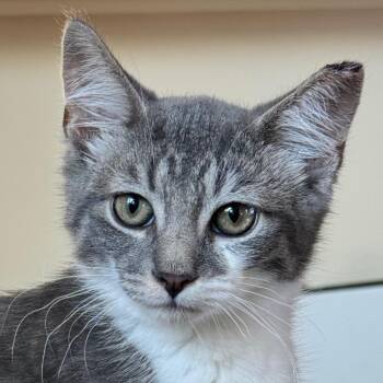 Peeper -  Domestic Short Hair Cat for Adoption in Kennebunk, Maine - Peeper | PetCurious