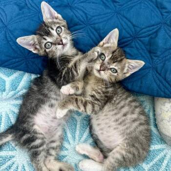 Beach Day 11 -  Domestic Short Hair Cat for Adoption in Austin, Texas - Beach Day 11 | PetCurious