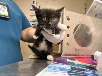 BLACKIE -  Domestic Short Hair Cat for Adoption in Riverside, California - BLACKIE | PetCurious