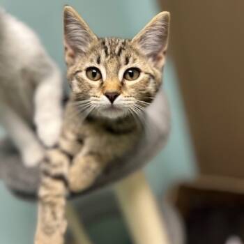 Rescue American Shorthair Cats for Adoption in Poplar Bluff, Missouri - Pepper | PetCurious