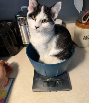 Codi -  Domestic Short Hair Cat for Adoption in Syracuse, New York - Codi | PetCurious