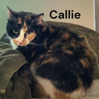 Callie -  Calico Cat for Adoption in Weems, Virginia - Callie | PetCurious