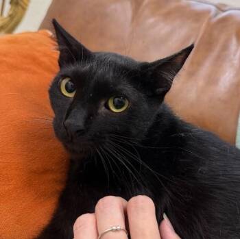 Jack Simpson -  Bombay and Domestic Short Hair Cat for Adoption in Friendswood, Texas - Jack Simpson | PetCurious