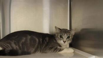 BELEN -  Domestic Short Hair Cat for Adoption in Tustin, California - BELEN | PetCurious