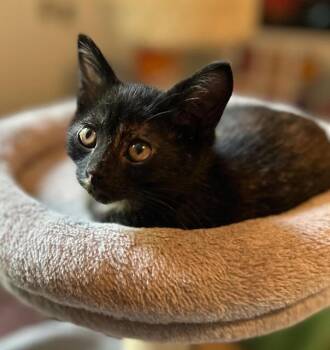 Kirby -  Domestic Short Hair Cat for Adoption in Reynoldsburg, Ohio - Kirby | PetCurious