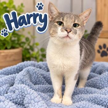 Harry -  Domestic Short Hair Cat for Adoption in Dalton, Georgia - Harry | PetCurious