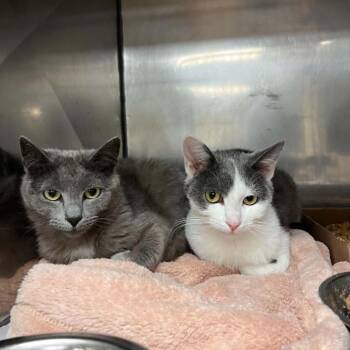 Domestic Short Hair Cats Available for Adoption in Lyndhurst, Virginia - Pluvia | PetCurious