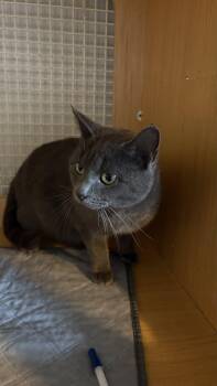 Biscuit -  Domestic Short Hair Cat for Adoption in White Bluff, Tennessee - Biscuit | PetCurious