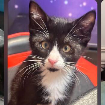 Botato -  Domestic Short Hair Cat for Adoption in Layton, Utah - Botato | PetCurious