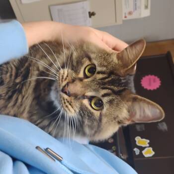 Rescue Domestic Short Hair Cats for Adoption in Summerville, South Carolina - Geoffrey | PetCurious