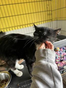 Walter -  Domestic Medium Hair Cat for Adoption in Ogden, Utah - Walter | PetCurious