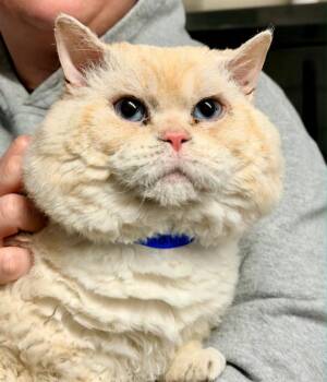 Munchkin Cats Available for Adoption in Kenosha, Wisconsin - DOODLE | PetCurious