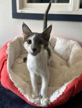 Armando -  Domestic Short Hair Cat for Adoption in Newberg, Oregon - Armando | PetCurious