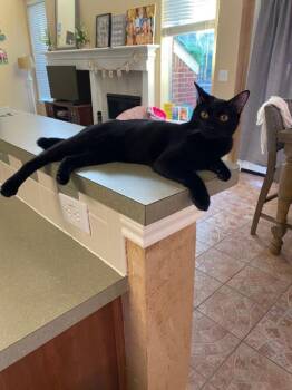 Black Jack -  Domestic Short Hair Cat for Adoption in The Woodlands, Texas - Black Jack | PetCurious