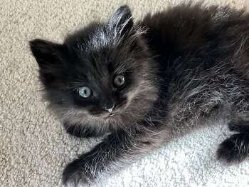 Gg Litter Bijou -  Domestic Short Hair Cat for Adoption in Livonia, Michigan - Gg Litter Bijou | PetCurious