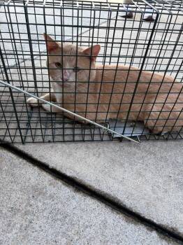Ju Ju -  Domestic Short Hair Cat for Adoption in Mocksville, North Carolina - Ju Ju | PetCurious
