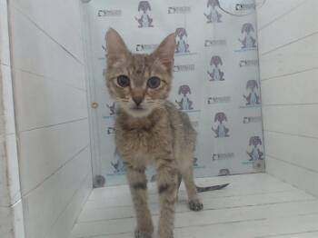 Domestic Short Hair Cats Available for Adoption in Orlando, Florida - XANTI | PetCurious